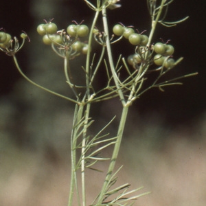 Photographie n°187755 du taxon Bifora radians M.Bieb. [1819]