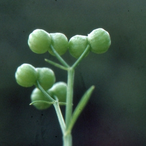 Photographie n°187762 du taxon Bifora testiculata (L.) Spreng. [1820]