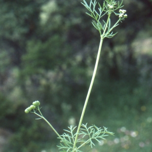 Photographie n°187764 du taxon Bifora testiculata (L.) Spreng. [1820]