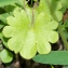  Jean-Jacques Houdré - Saxifraga granulata L. [1753]