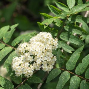 Photographie n°187780 du taxon Sorbus aucuparia L. [1753]