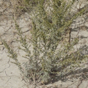 Photographie n°187784 du taxon Artemisia caerulescens subsp. gallica (Willd.) K.M.Perss. [1974]