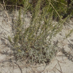 Photographie n°187785 du taxon Artemisia caerulescens subsp. gallica (Willd.) K.M.Perss. [1974]