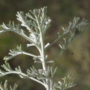  - Artemisia caerulescens subsp. gallica (Willd.) K.M.Perss. [1974]