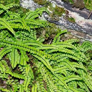 Photographie n°187795 du taxon Asplenium trichomanes subsp. quadrivalens D.E.Mey. [1964]