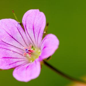 Geranium diffusum Picard (Géranium colombin)