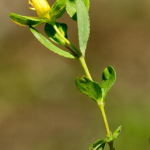 Photographie n°187805 du taxon Hypericum humifusum L. [1753]