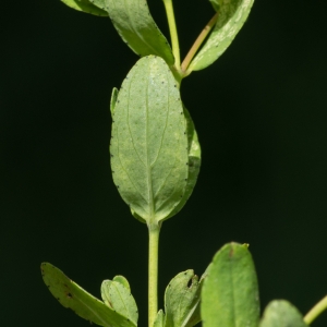  - Hypericum humifusum L. [1753]