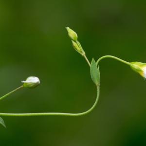 Photographie n°187808 du taxon Linum catharticum L.