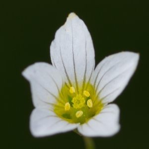 Photographie n°187809 du taxon Linum catharticum L.