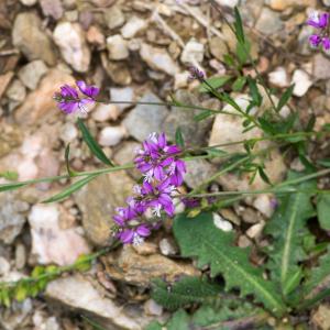 Photographie n°187814 du taxon Polygala vulgaris L. [1753]