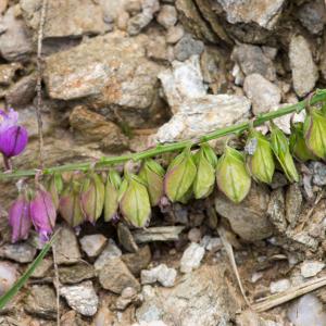 Photographie n°187815 du taxon Polygala vulgaris L. [1753]