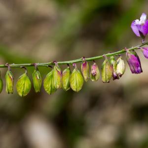 Photographie n°187816 du taxon Polygala vulgaris L. [1753]