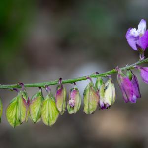 Photographie n°187817 du taxon Polygala vulgaris L. [1753]