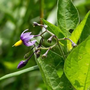 Photographie n°187828 du taxon Solanum dulcamara L. [1753]