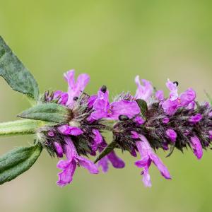 Photographie n°187832 du taxon Stachys officinalis (L.) Trévis. [1842]