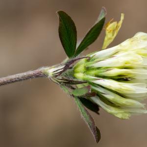 Photographie n°187833 du taxon Trifolium ochroleucon Huds. [1762]