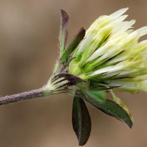 Photographie n°187834 du taxon Trifolium ochroleucon Huds. [1762]