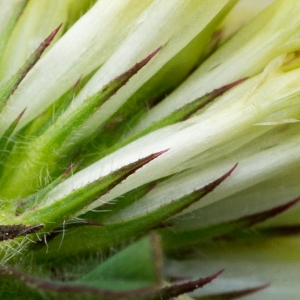 Photographie n°187835 du taxon Trifolium ochroleucon Huds. [1762]