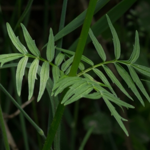 Photographie n°187840 du taxon Valeriana officinalis L. [1753]