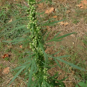 Photographie n°187843 du taxon Artemisia biennis Willd. [1794]