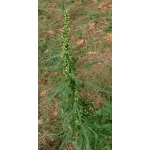 Artemisia biennis Willd. (Armoise bisannuelle)