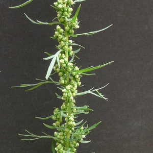  - Artemisia biennis Willd. [1794]
