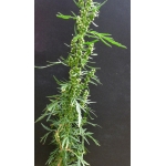 Artemisia biennis Willd. (Armoise bisannuelle)