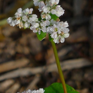 Fagopyrum esculentum Moench (Blé noir)