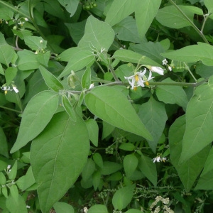 Photographie n°187867 du taxon Solanum chenopodioides Lam. [1794]