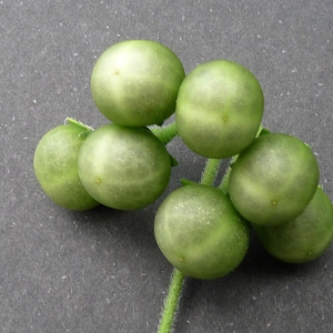 Photographie n°187870 du taxon Solanum chenopodioides Lam. [1794]