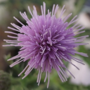 Photographie n°187879 du taxon Cirsium arvense (L.) Scop. [1772]