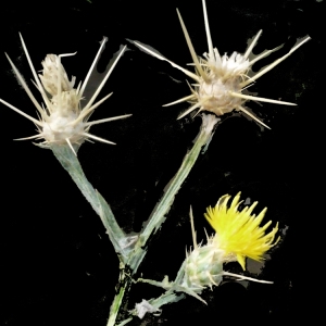 Photographie n°187885 du taxon Centaurea solstitialis L. [1753]