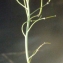  Liliane Roubaudi - Diplotaxis tenuifolia (L.) DC.
