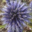  Liliane Roubaudi - Echinops ritro L. [1753]