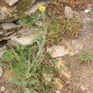 Photographie n°187922 du taxon Tragopogon dubius Scop. [1772]