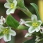  Jean-Claude Echardour - Polygonum aviculare L. [1753]