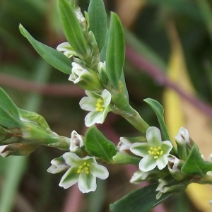 Photographie n°187927 du taxon Polygonum aviculare L. [1753]