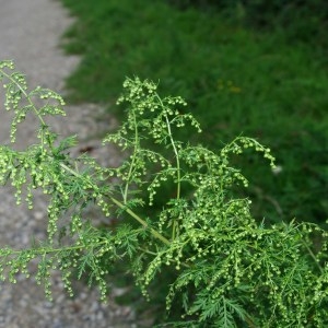  - Artemisia annua L. [1753]