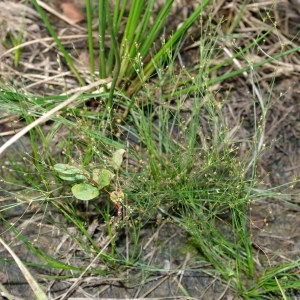 Juncus vaillantii Thuill. (Jonc des marais)