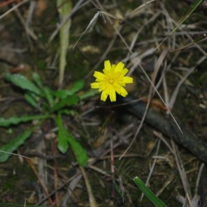 Photographie n°187935 du taxon Leontodon hispidus L. [1753]