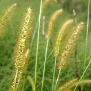 Photographie n°187947 du taxon Setaria pumila (Poir.) Roem. & Schult. [1817]