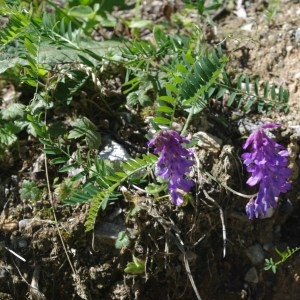 Photographie n°187950 du taxon Vicia cracca L. [1753]