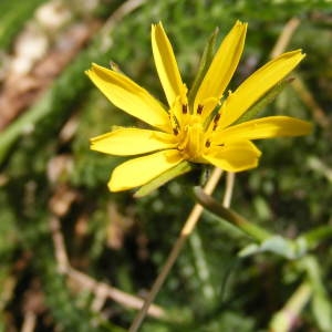 Photographie n°187952 du taxon Tragopogon pratensis subsp. orientalis (L.) Celak. [1871]