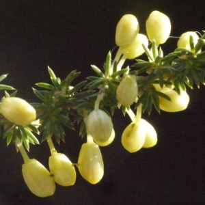 Photographie n°187955 du taxon Asparagus acutifolius L. [1753]