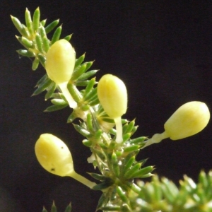 Photographie n°187956 du taxon Asparagus acutifolius L. [1753]