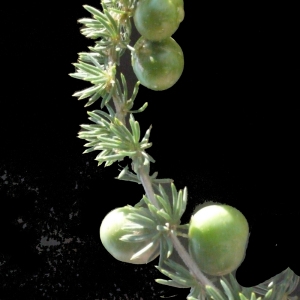 Photographie n°187958 du taxon Asparagus acutifolius L. [1753]