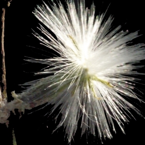 Photographie n°187965 du taxon Chondrilla juncea L. [1753]