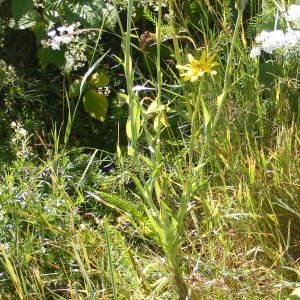 Photographie n°187970 du taxon Tragopogon pratensis subsp. pratensis