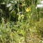  Jean-Claude Calais - Tragopogon pratensis subsp. pratensis